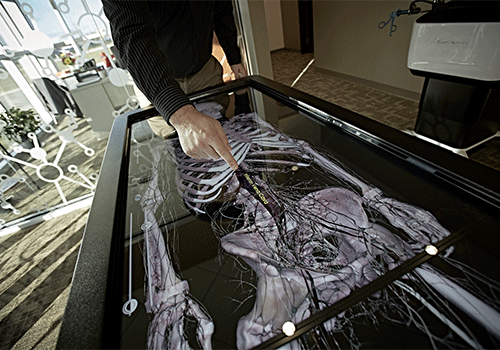 500x350-anatomagetable